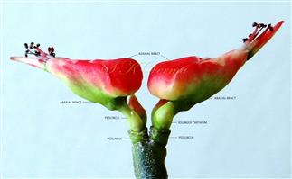  Inflorescence-Cyathia in dichasial cyme